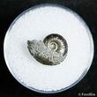 Small Pyritized Jurassic Ammonite Cheltonia - England #2401-1
